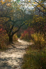 Obraz premium autumn forest landscape closeup