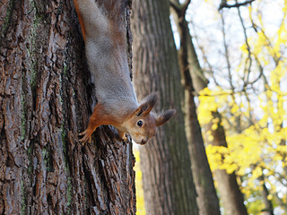 squirrel descends down a tree trunk