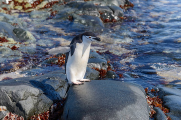 Chinstrap penguin on the beach in Antarctica with reflection