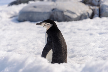 Chinstrap penguin on the snow in Antarctic