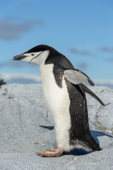 Naklejka na ściany i meble Chinstrap penguin on the beach in Antarctica