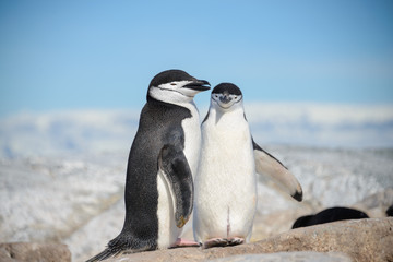 Chinstrap penguin on the beach in Antarctica