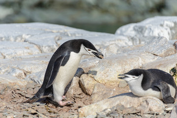 Naklejka premium Chinstrap penguin on the beach in Antarctica