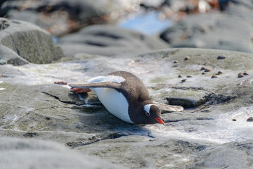 Gentoo penguin laying on rock in Antarctica