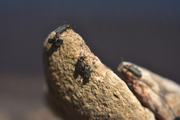 Insects living in a trunk