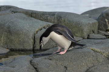 Chinstrap penguin on the rock close up