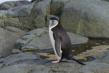 Naklejka premium Chinstrap penguin on the rock close up
