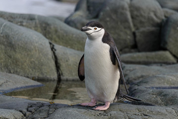 Chinstrap penguin on the rock close up