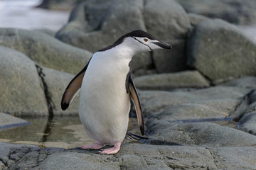 Fototapeta premium Chinstrap penguin on the rock close up