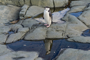 Chinstrap penguin on the rock with reflection in Antarctica