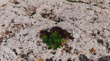green plant in the middle of a rocky area