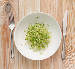 Red Clover Sprouts, Micro Green Healthy Eating Concept