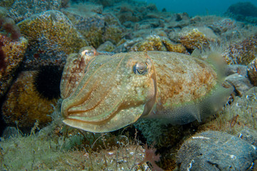 Two cephalopods are mating under the sea
