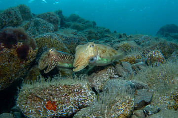 Two cephalopods are mating under the sea
