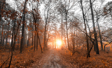 Fototapeta na wymiar Autumn morning in a beautiful forest at sunrise. There is a sandy winding path in the forest