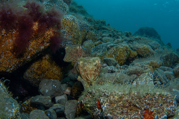 Two cephalopods are mating under the sea