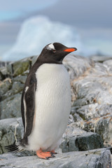 Gentoo penguin on the snow in Antarctic