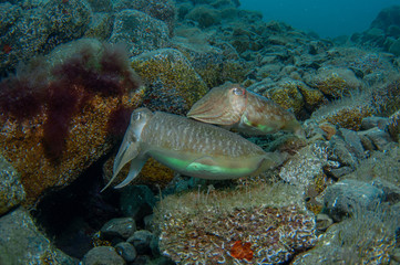 Two cephalopods are mating under the sea