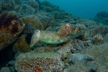 Two cephalopods are mating under the sea