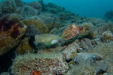 Fototapeta na wymiar Two cephalopods are mating under the sea