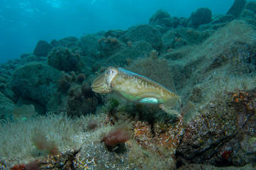 Two cephalopods are mating under the sea