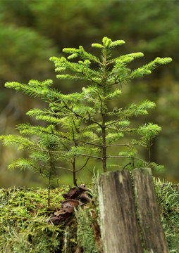 Ein kleiner Baum w&auml;chst auf einem alten Baumstumpf, Neues entsteht Altes vergeht