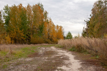 Road in a field among tall yellow grass and yellow trees