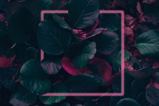 Neon light frame glowing behind leaves. Duotone creative background