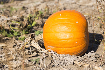 kürbis liegt auf dem bodem auf dem feld in ungarn