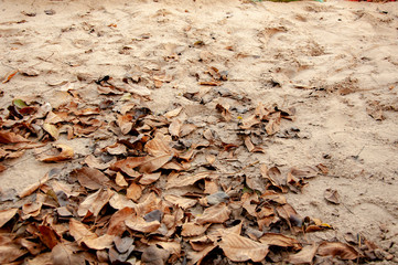 Autumn brown dry leaves in the sand