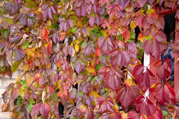 Red leaves of wild grape on a brick wall