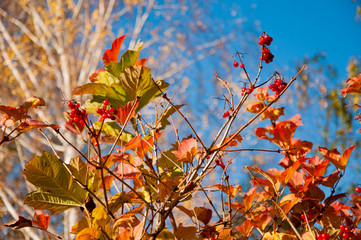 Red berries of viburnum on a tree with yellow autumn leaves against a blue sky