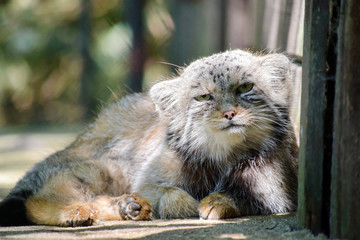 Wild Cat Otocolobus Manul Lying Down