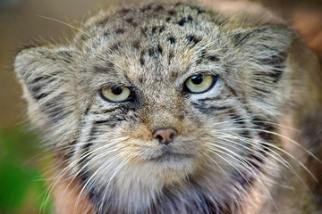 Obraz na płótnie Canvas Wild Cat Otocolobus Manul Head Close Up