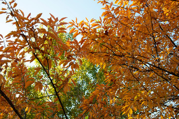 Orange and yellow autumn leaves of a tree on a background of blue sky