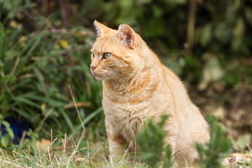 Naklejka na ściany i meble Gato anaranjado acechando en una pradera