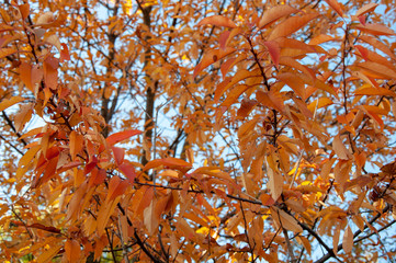 Orange and yellow autumn leaves of a tree on a background of blue sky