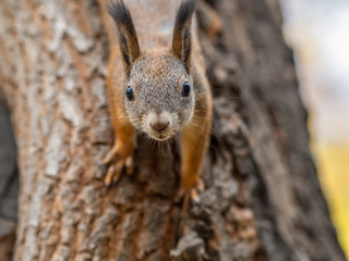 Naklejka na ściany i meble Portrait of a squirrel on a tree trunk