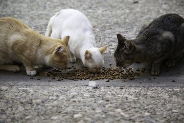 Street cats eating