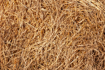 Hay background. Hay in the village closeup texture