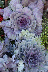 Obraz premium A portrait of Ornamental cabbage and Kale are perfect fall container choice for cool autumn nights