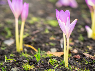Autumn purple crocuses bloomed above the ground.