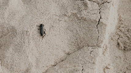strange bug wounded in the fine sand of the beach