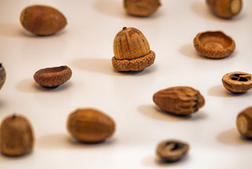 Acorns on White Background