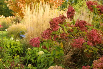 Chicago Fall landscape of a garden scape that includes rosy red Quick Fire hydrangea and Karl...