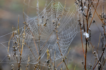 web in morning dew