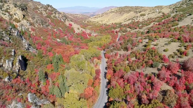 Flying over road cutting a path through colorful forest in Utah during Fall.