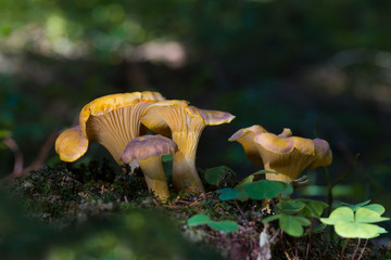 Chanterelle mushrooms (Cantharellus amethysteus) close up