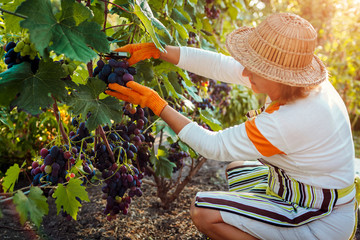 Farmer gathering crop of grapes on ecological farm. Woman cutting blue table grapes with pruner