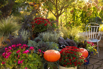 A fall gardenscape boasting cool weather plants, pumpkins, mums, ornamental cabbage,  Hakuro-nishikia Japanese willow and ornamental grasses